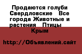 Продаются голуби Свердловские - Все города Животные и растения » Птицы   . Крым